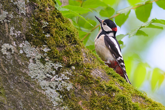 Great Spotted Woodpecker