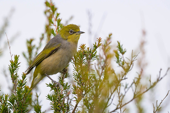 Silvereye
