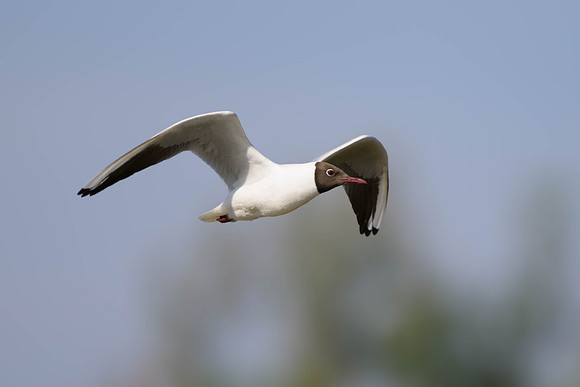 Black-headed Gull