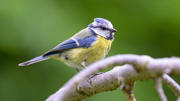 Eurasian Blue Tit