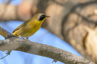 Common Yellowthroat