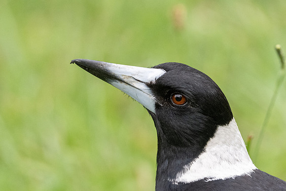 Australian Magpie