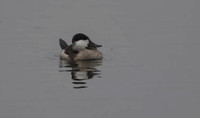 Ruddy Duck