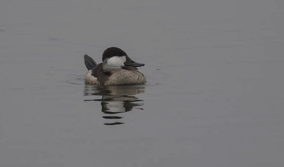 Ruddy Duck