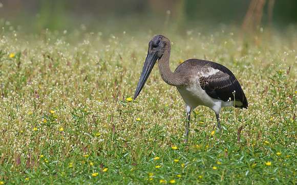 Black-necked Stork