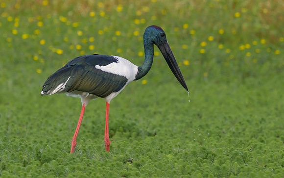Black-necked Stork