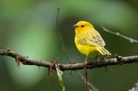 Saffron Finch