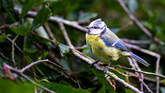 Eurasian Blue Tit
