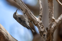 White-throated Treecreeper