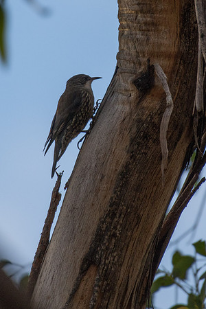 White-throated Treecreeper
