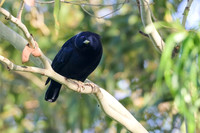 Satin Bowerbird