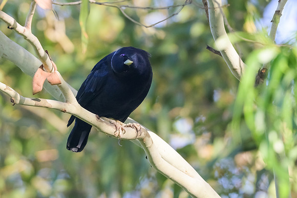 Satin Bowerbird