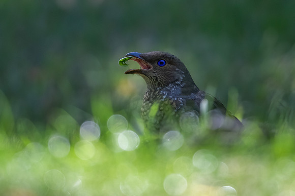 Satin Bowerbird