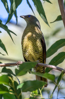 Satin Bowerbird