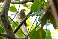 Greater Necklaced Laughingthrush