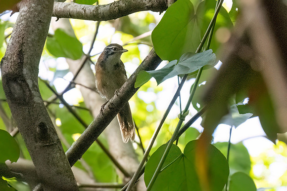 Greater Necklaced Laughingthrush
