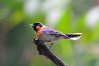 Spectacled Monarch
