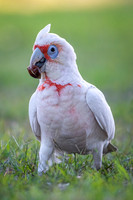 Long-billed Corella