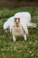 Long-billed Corella