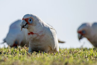 Long-billed Corella
