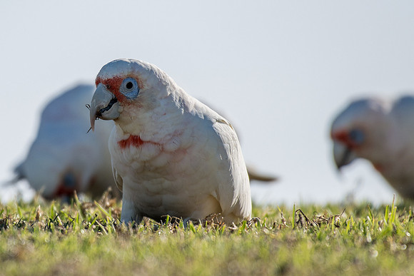Long-billed Corella