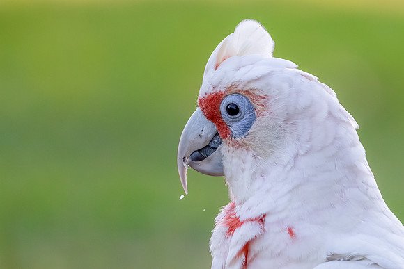 Long-billed Corella