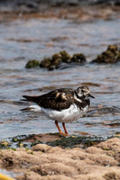 Ruddy Turnstone