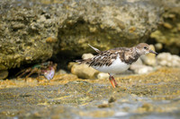 Ruddy Turnstone