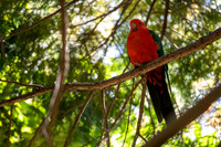 Australian King Parrot