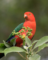 Australian King-parrot