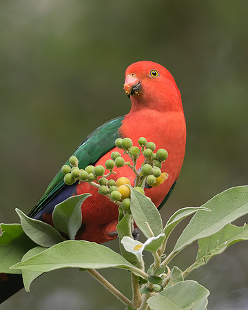 Australian King-parrot