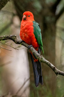 Australian King Parrot