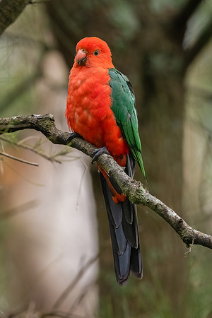 Australian King Parrot