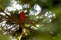 Australian King Parrot