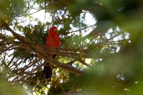 Australian King Parrot