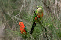 Australian King Parrot
