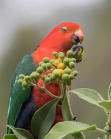 Australian King-parrot