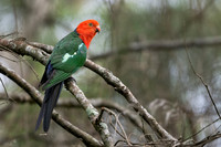 Australian King Parrot