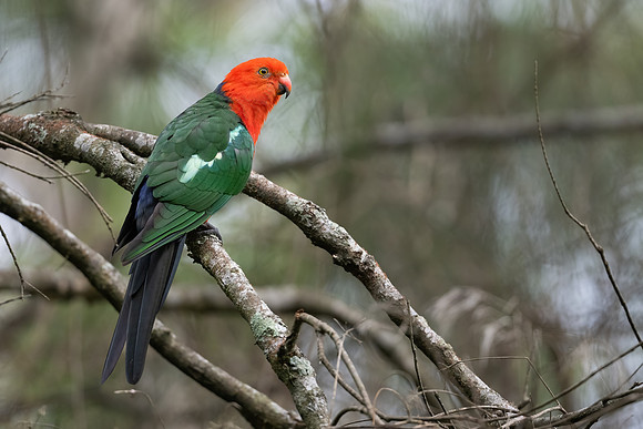Australian King Parrot