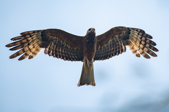 Square-tailed Kite