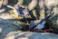 Noisy Miner