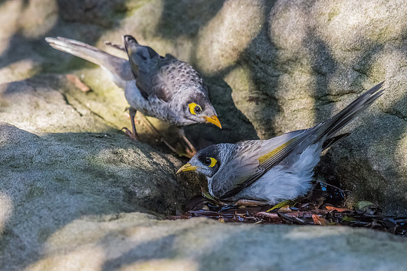 Noisy Miner