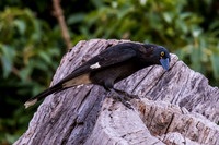 Pied Currawong
