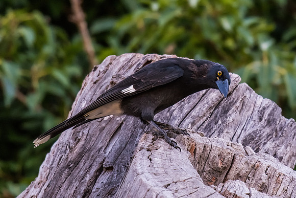 Pied Currawong