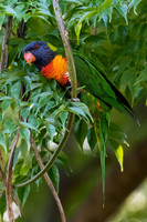 Rainbow Lorikeet