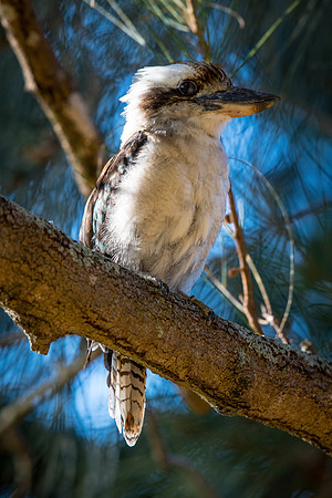 Laughing Kookaburra