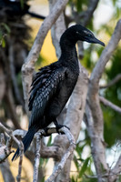 Little Black Cormorant