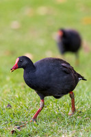 Dusky Moorhen