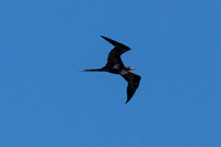 Great Frigatebird
