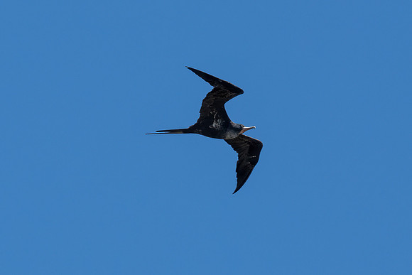 Great Frigatebird